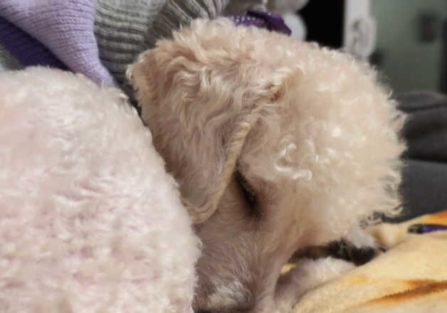 Poodle puppies for sale in Burton upon Trent, Staffordshire – 3 years old - Image 1 of 2
