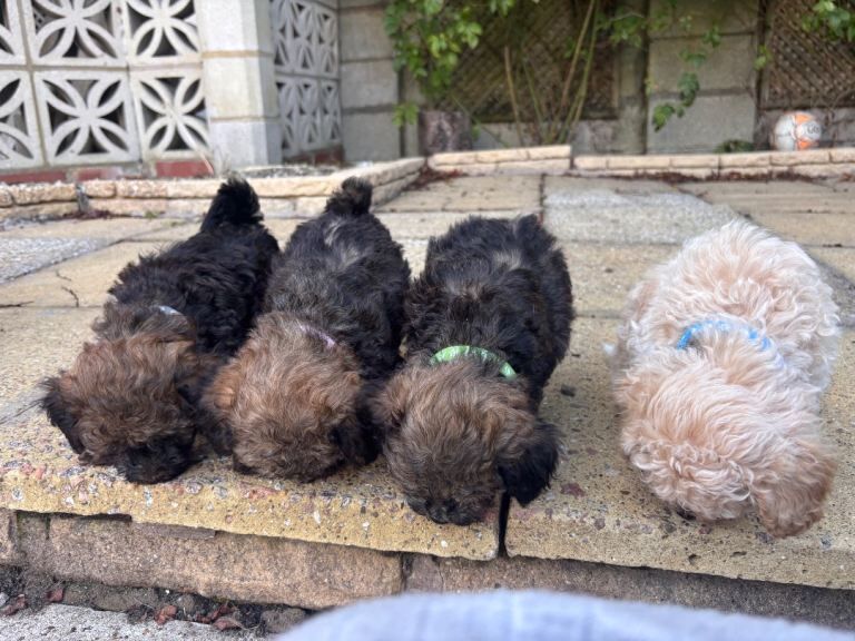 Poodle mix