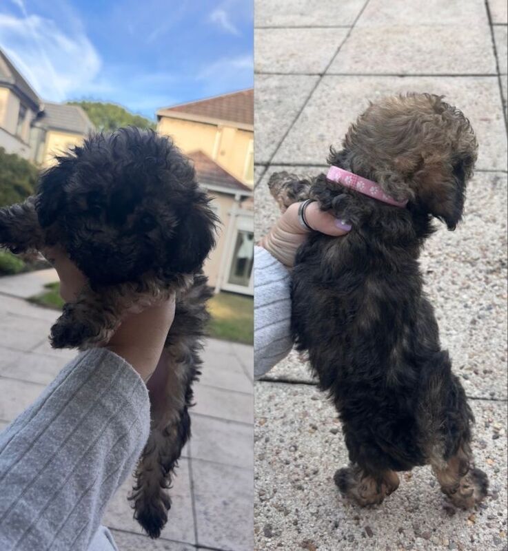 Poodle mix - Image 4 of 5