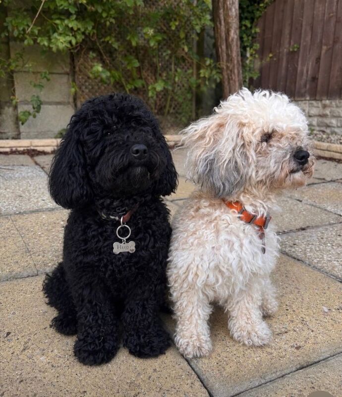Poodle mix - Image 5 of 5