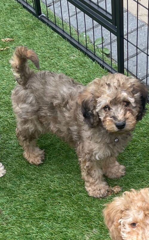 Poodle puppies for sale in Wisbech, Cambridgeshire – 10 weeks old