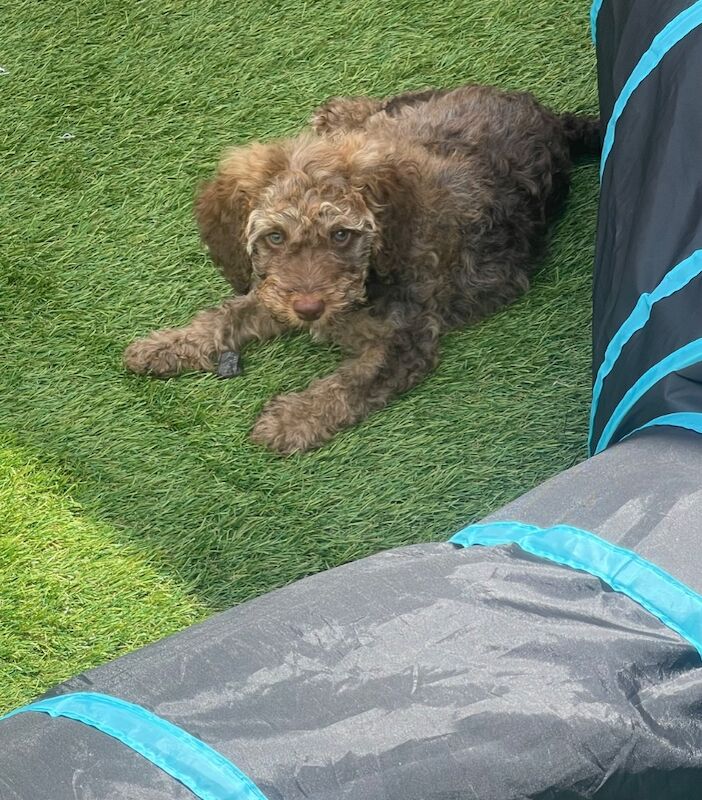 Poodle puppies for sale in Wisbech, Cambridgeshire – 10 weeks old - Image 2 of 3