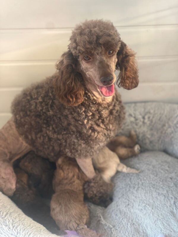 Poodle puppies for sale in Wisbech, Cambridgeshire – 10 weeks old - Image 3 of 3