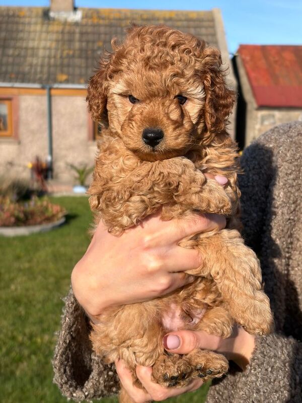 Poodle puppies