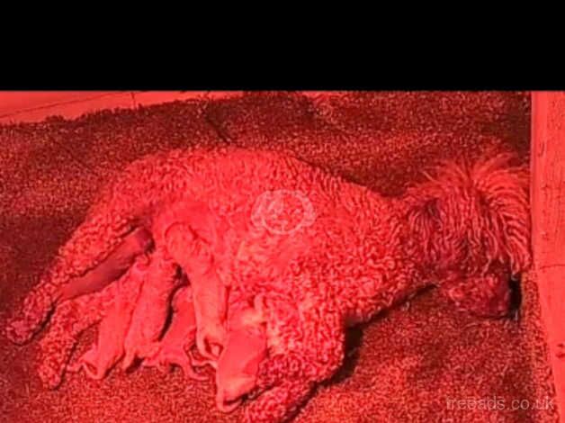 Poodle puppies for sale in Normanton, West Yorkshire – 1 year old - Image 3 of 5