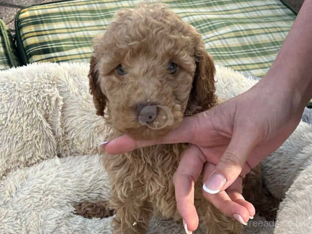 Poodle puppies for sale in Normanton, West Yorkshire – 1 year old - Image 4 of 5