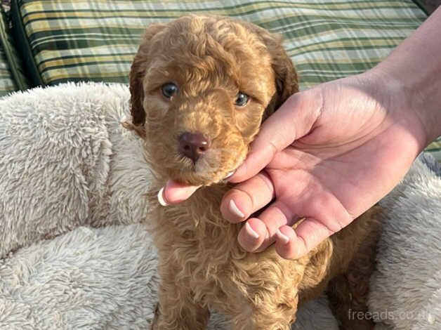 Poodle puppies for sale in Normanton, West Yorkshire – 1 year old - Image 5 of 5