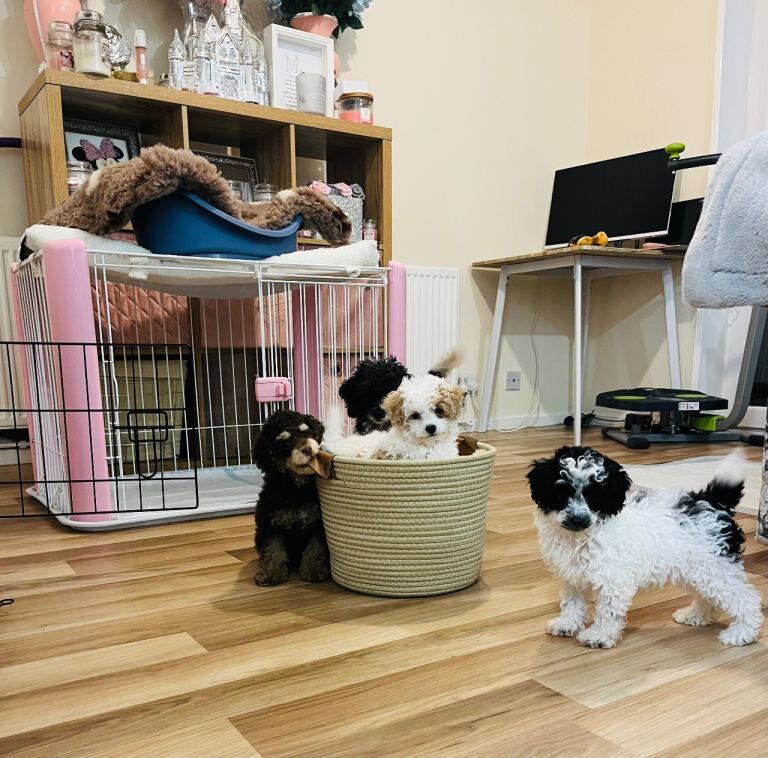 Poodle Puppies For Sale