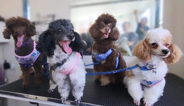 Poodle Puppies Health Tested - Image 2 of 6