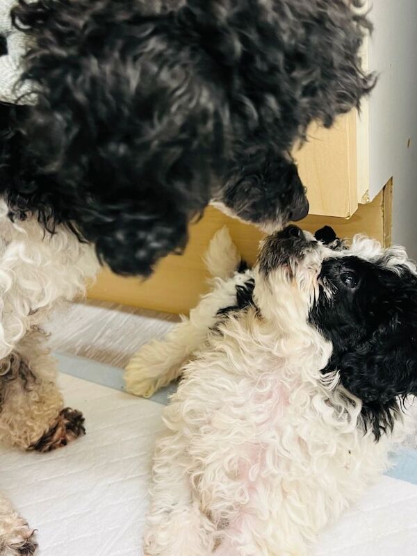Poodle Puppies Health Tested - Image 3 of 6