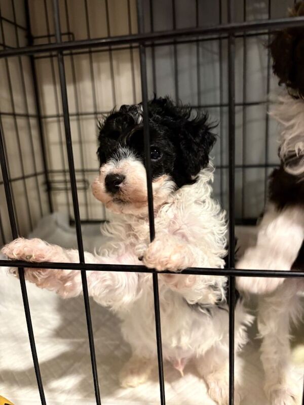 Poodle Puppies Health Tested - Image 4 of 6