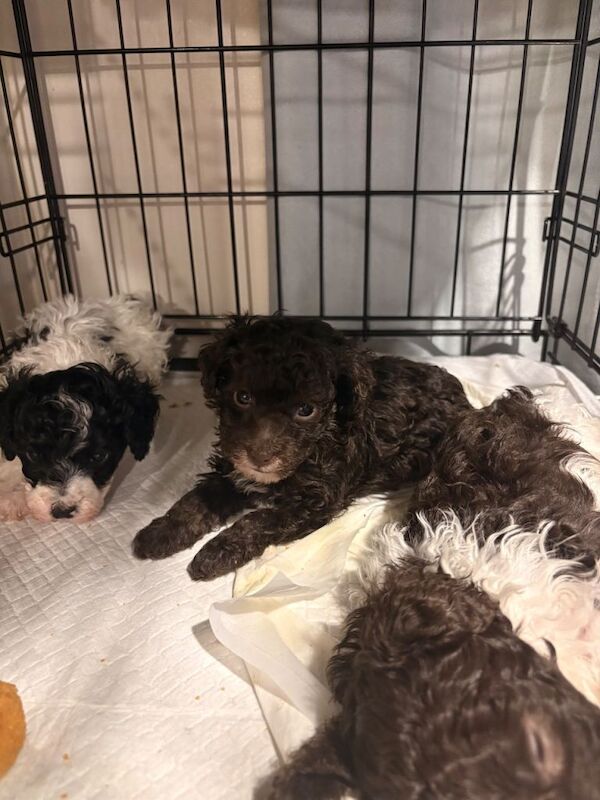 Poodle Puppies Health Tested - Image 5 of 6