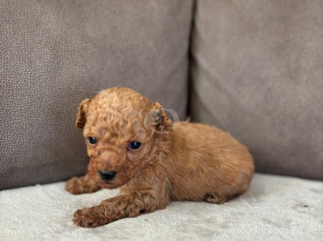 Poodle puppies for sale in Hillingdon, Greater London – 1 year old - Image 2 of 5