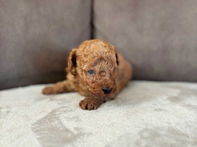 Poodle puppies for sale in Hillingdon, Greater London – 1 year old - Image 3 of 5