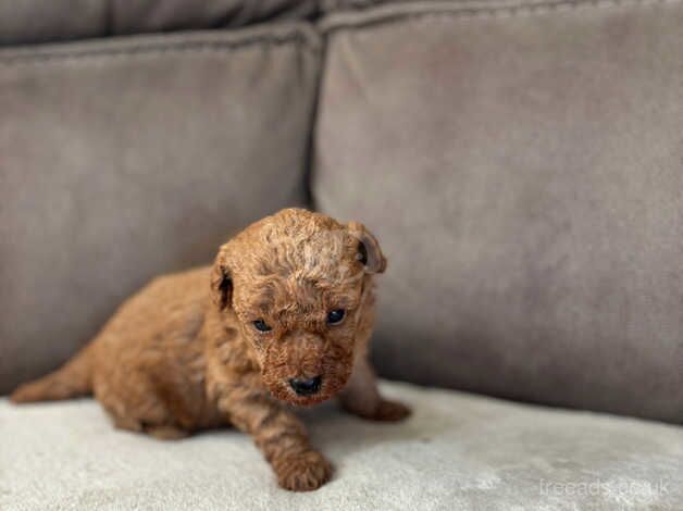 Poodle puppies for sale in Hillingdon, Greater London – 1 year old - Image 4 of 5