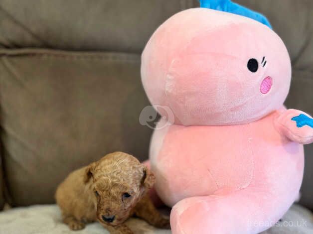 Poodle puppies for sale in Hillingdon, Greater London – 1 year old - Image 5 of 5