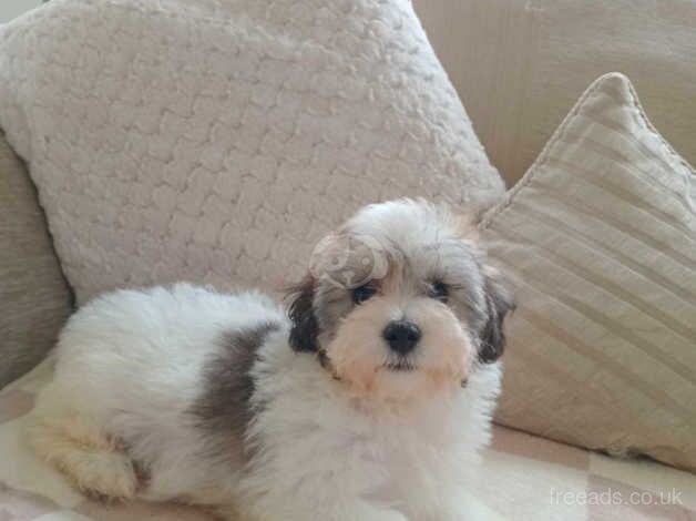 Poodle puppies for sale in Tredegar, Gwent – 1 year old - Image 1 of 5