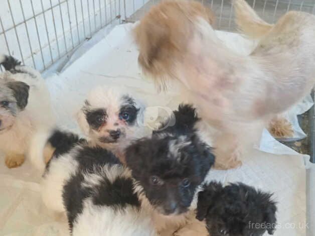 Poodle puppies for sale in Tredegar, Gwent – 1 year old - Image 2 of 5