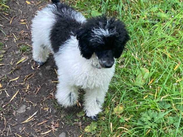 Poodle puppies for sale in Tredegar, Gwent – 1 year old - Image 3 of 5
