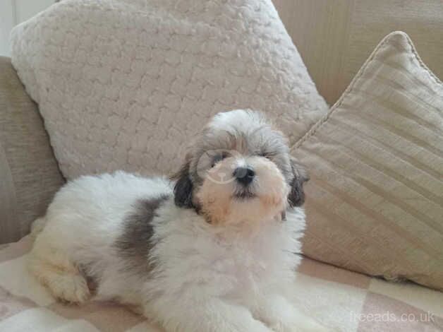 Poodle puppies for sale in Tredegar, Gwent – 1 year old - Image 4 of 5