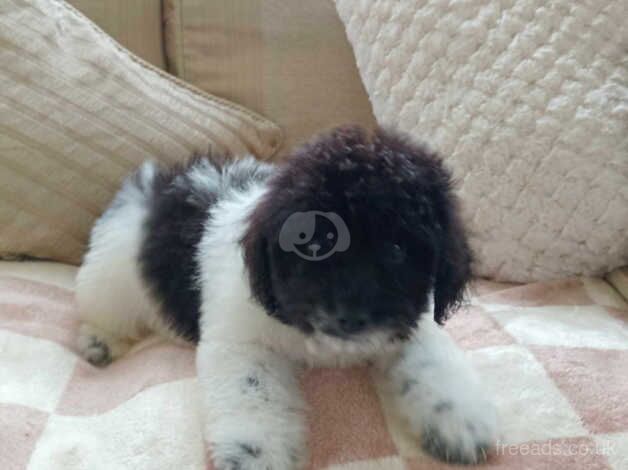 Poodle puppies for sale in Tredegar, Gwent – 1 year old - Image 5 of 5