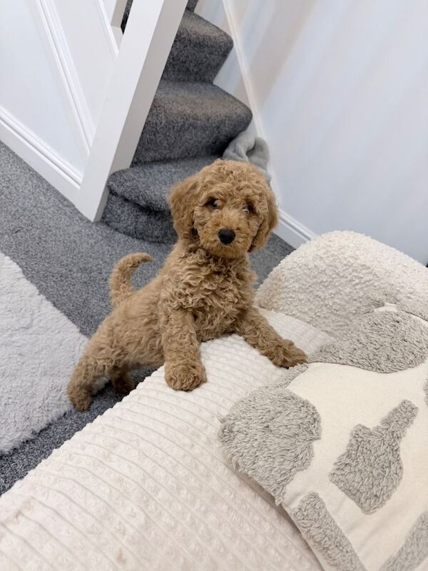 Poodle puppies for sale in Barnsley, South Yorkshire – 8 weeks old