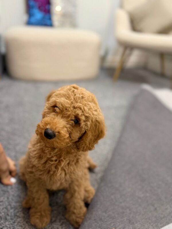 Poodle puppy - Image 2 of 4