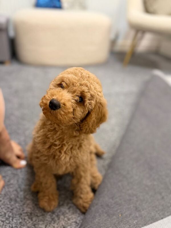 Poodle puppy - Image 3 of 4