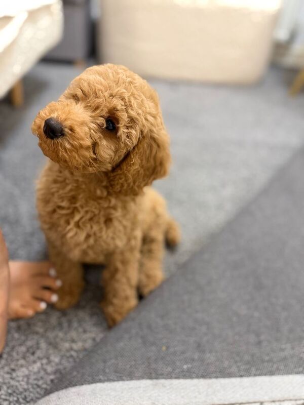 Poodle puppy - Image 4 of 4