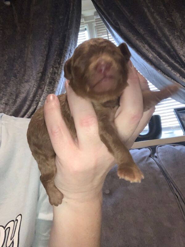 Poodle puppies for sale in Preston, Lancashire – 1 week old