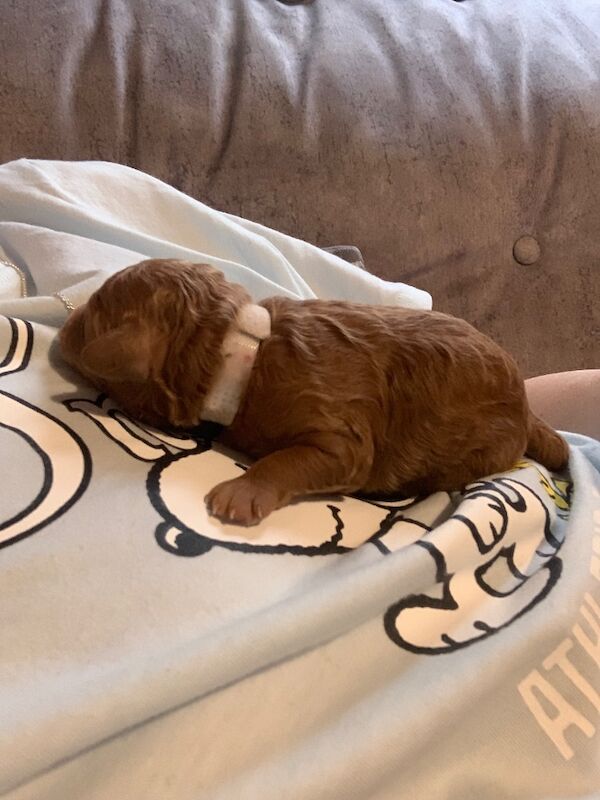 Poodle puppies for sale in Preston, Lancashire – 1 week old - Image 3 of 10