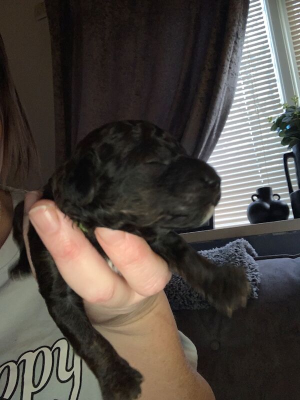Poodle puppies for sale in Preston, Lancashire – 1 week old - Image 4 of 10