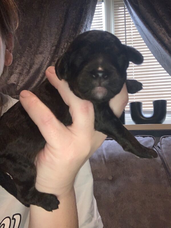 Poodle puppies for sale in Preston, Lancashire – 1 week old - Image 7 of 10