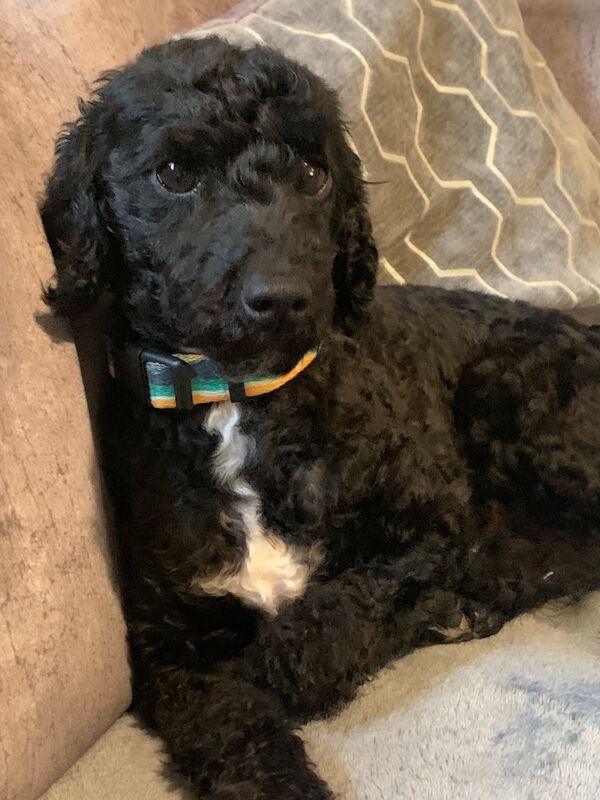 Poodle puppies for sale in Preston, Lancashire – 1 week old - Image 8 of 10