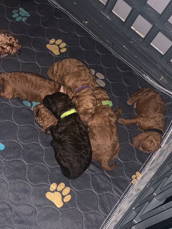 Poodle puppies for sale in Preston, Lancashire – 1 week old - Image 9 of 10