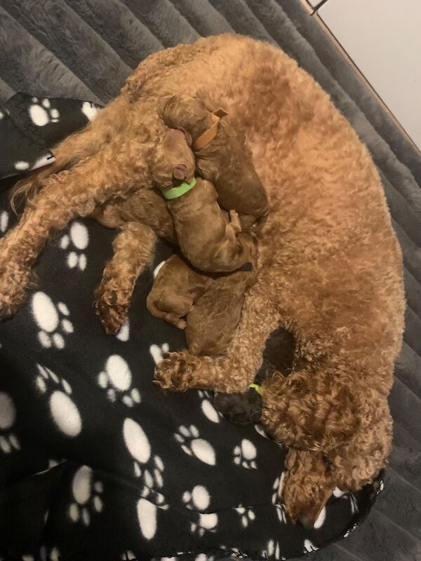Poodle puppies for sale in Preston, Lancashire – 1 week old - Image 10 of 10