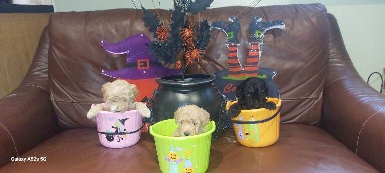 Poodle Pups