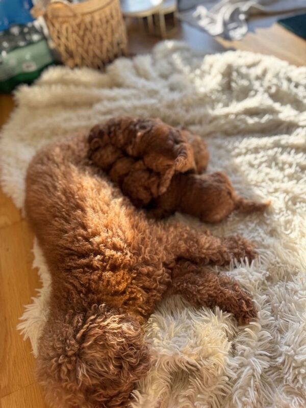 Poodle puppies for sale in Kirby Muxloe, Leicestershire – 8 weeks old