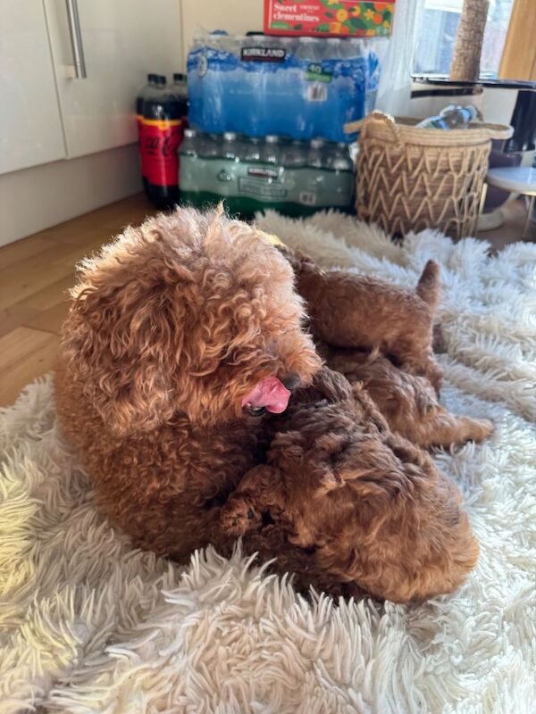 Poodle puppies for sale in Kirby Muxloe, Leicestershire – 9 weeks old - Image 2 of 3