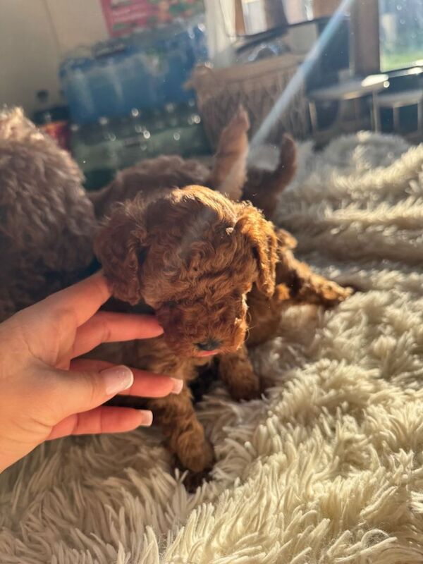 Poodle puppies for sale in Kirby Muxloe, Leicestershire – 9 weeks old - Image 3 of 3