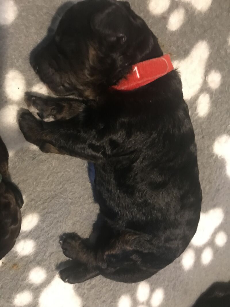 Poodle Puppies For Sale Under £1,000