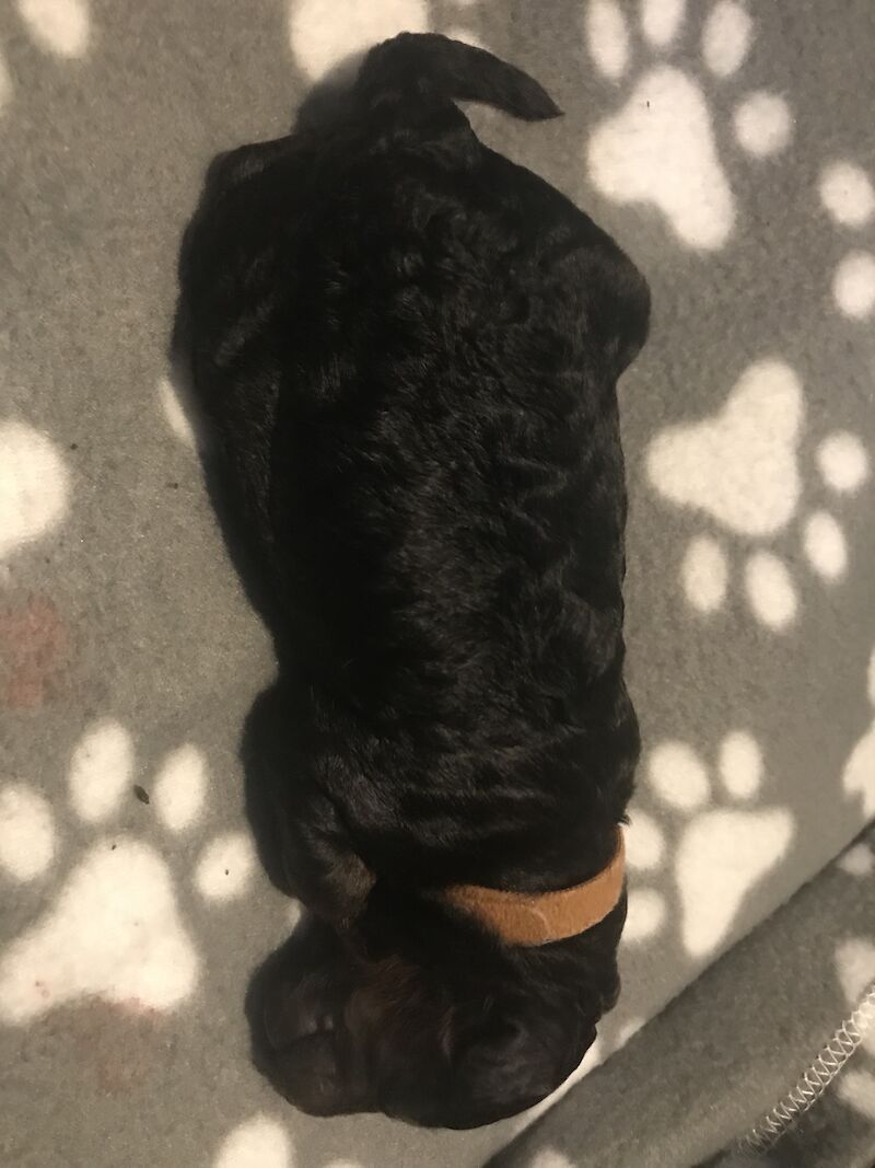 Poodle puppies for sale in Preston, Lancashire – 1 year old - Image 2 of 9