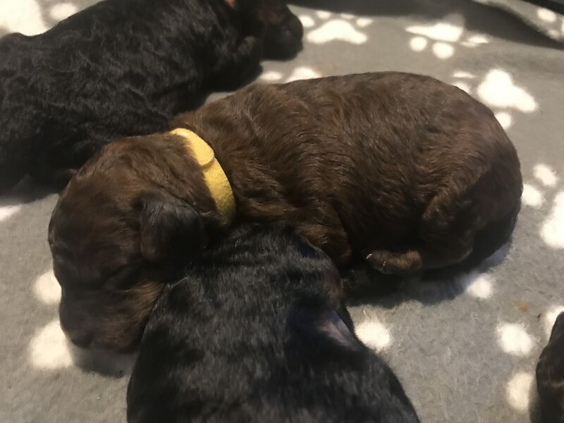 Poodle puppies for sale in Preston, Lancashire – 1 year old - Image 3 of 9