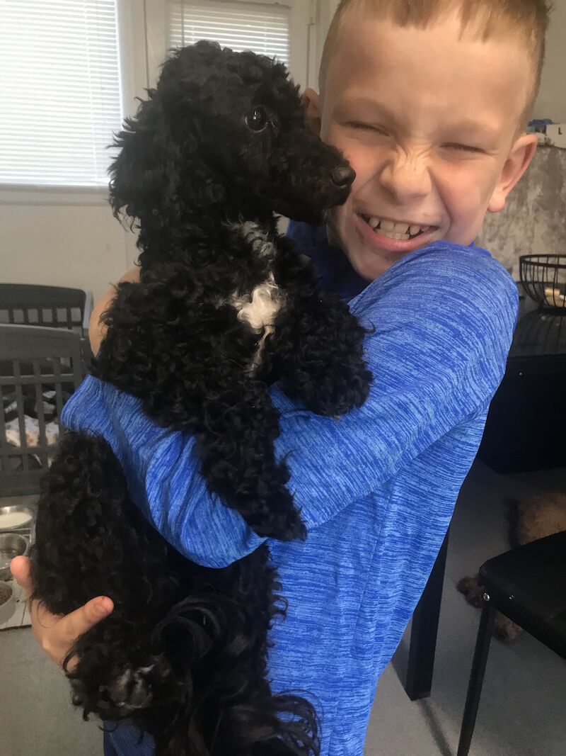 Poodle puppies for sale in Preston, Lancashire – 1 year old - Image 4 of 9
