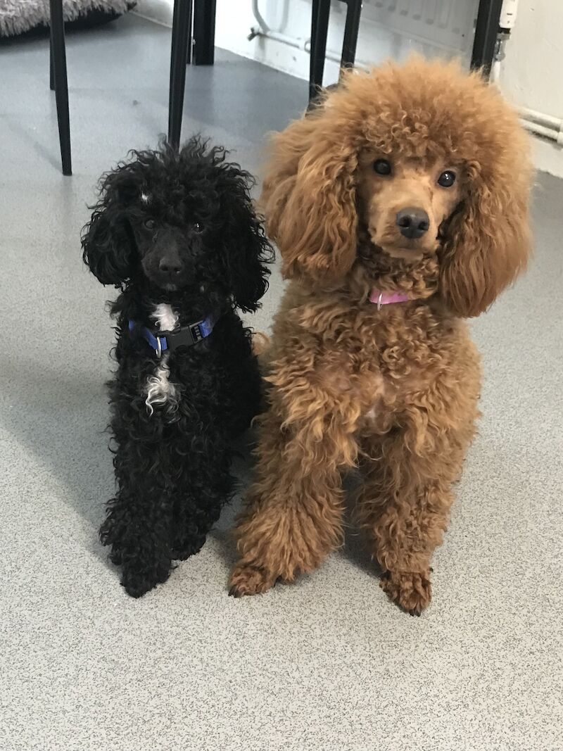 Poodle puppies for sale in Preston, Lancashire – 1 year old - Image 5 of 9