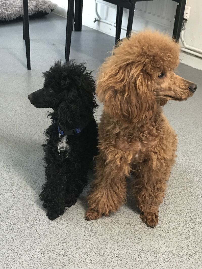 Poodle puppies for sale in Preston, Lancashire – 1 year old - Image 6 of 9