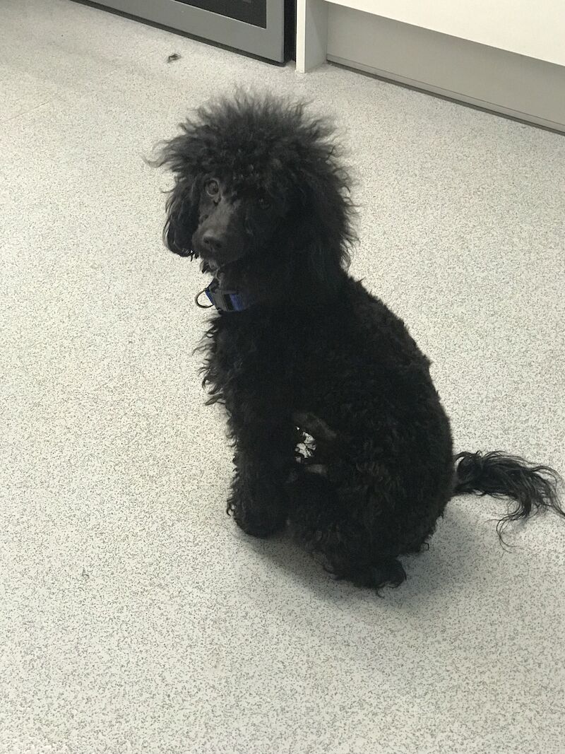Poodle puppies for sale in Preston, Lancashire – 1 year old - Image 7 of 9