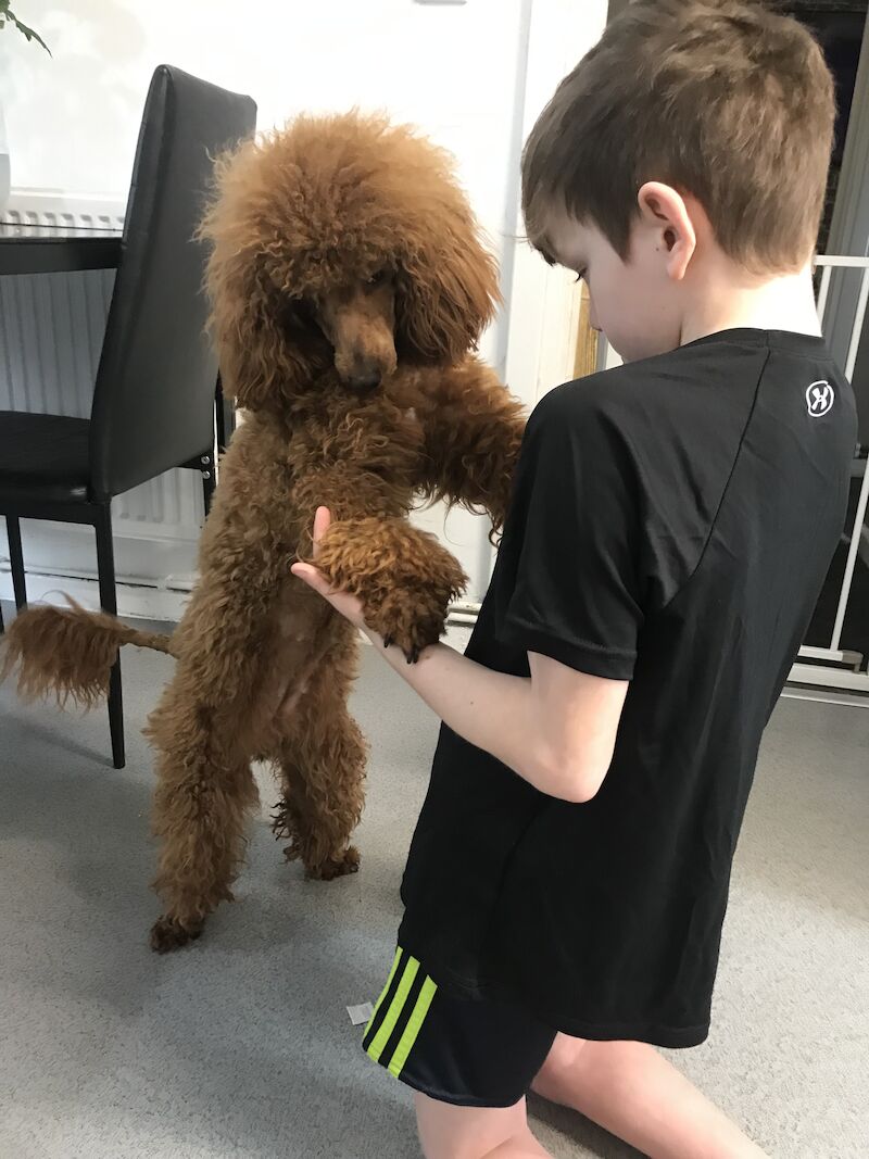 Poodle puppies for sale in Preston, Lancashire – 1 year old - Image 8 of 9