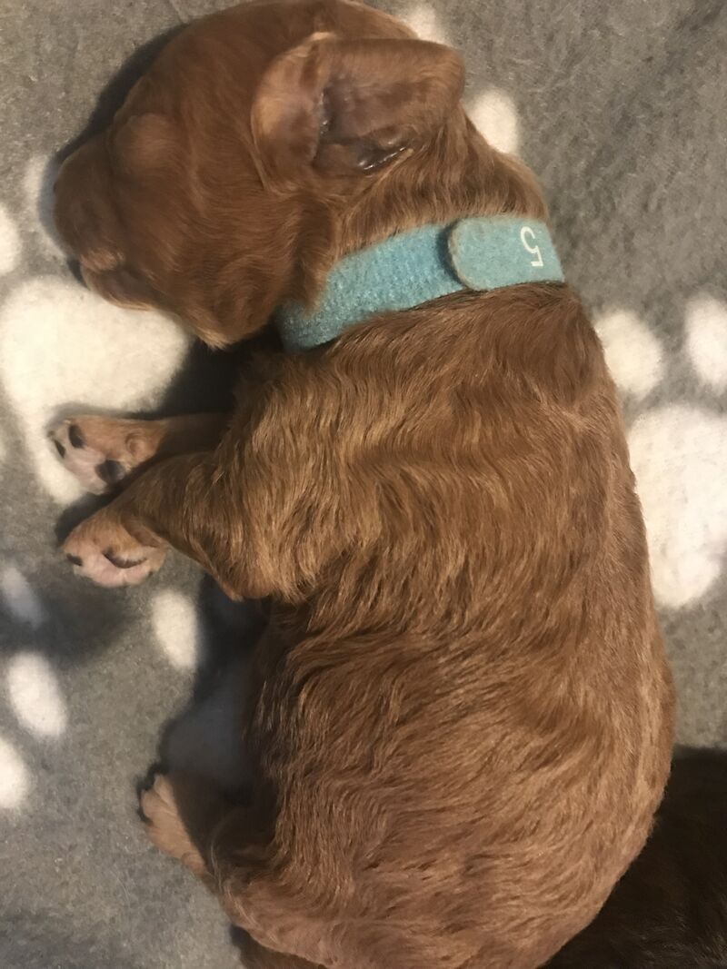 Poodle puppies for sale in Preston, Lancashire – 1 year old - Image 9 of 9