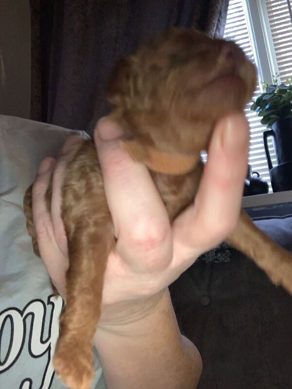 Poodle puppies for sale in Preston, Lancashire – 1 week old